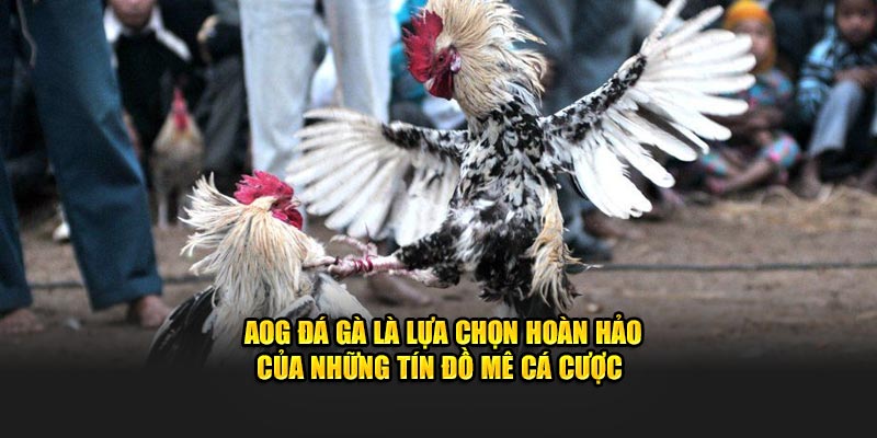 AOG đá gà là lựa chọn hoàn hảo của những tín đồ mê cá cược