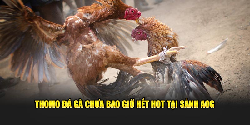 Thomo đá gà chưa bao giờ hết hot tại sảnh AOG